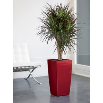 Dracaena marginata ramificata 24/110 cm in Lechuza cubico 30 x 56 cm 